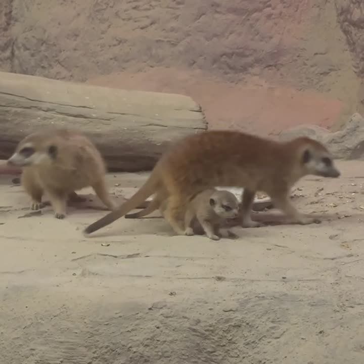 �������� ������� ��� �����. ������������, ������� � �������!� - � ��������������� �������� �������� �������-���������