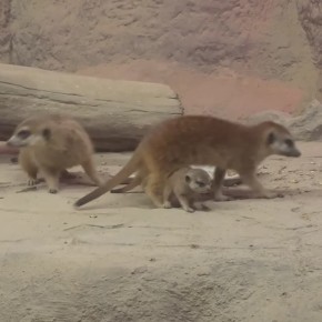 �������� ������� ��� �����. ������������, ������� � �������!� - � ��������������� �������� �������� �������-���������