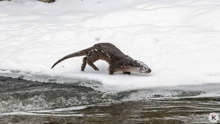 �� ������� ��� ������������ �������� ���������� �����