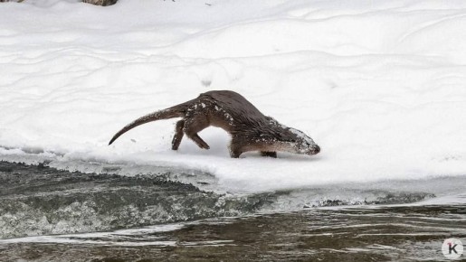 �� ������� ��� ������������ �������� ���������� �����