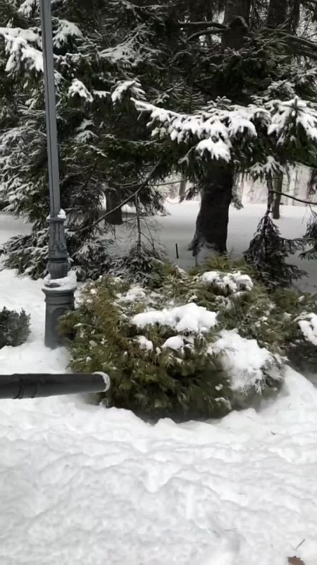 В парках Калининграда начали обдувать заснеженные деревья