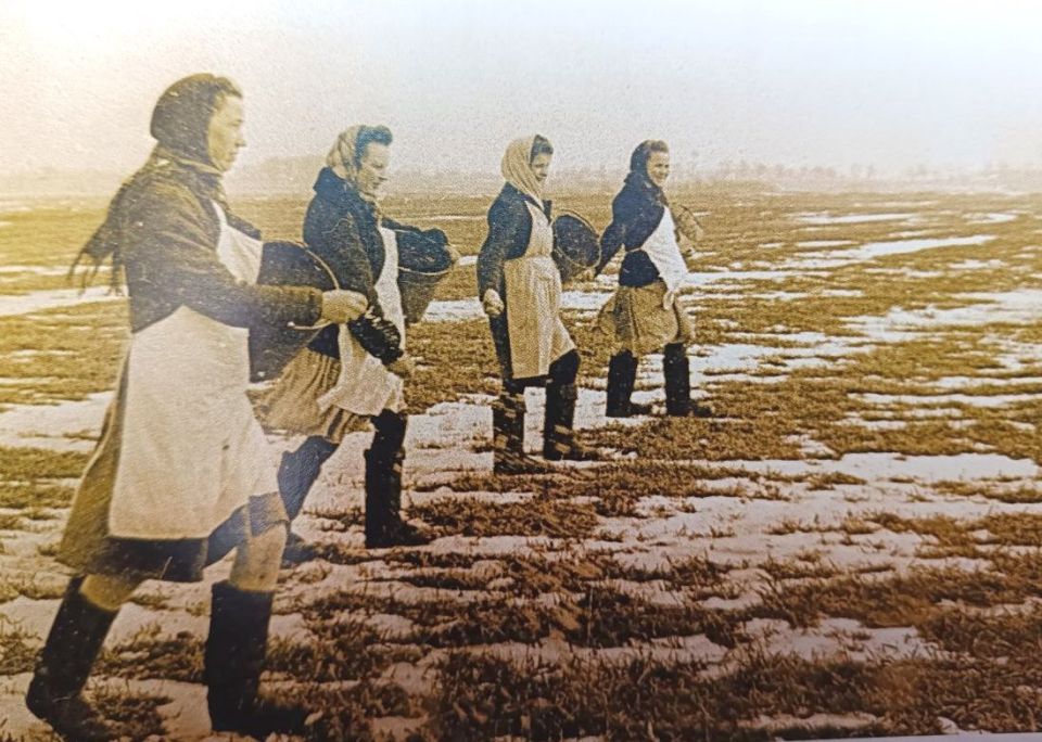 13 февраля 1946 года в Калининградской области было создано областное управление сельского хозяйства