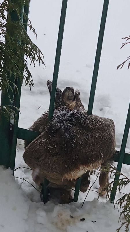 � ������������� ������ �������� � ������