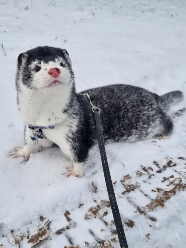 ����� ����� �����!. ������ ��� ������! ��� ����� ���������? ������� �������! - ����� ������� ����� �����