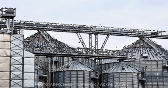 Повышает надои и яйценоскость: китайцы получат 10 тыс