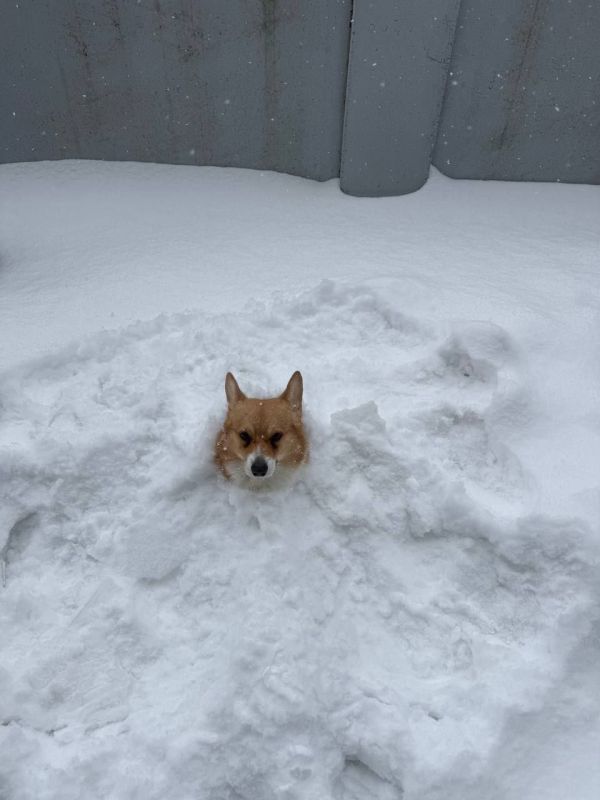 ������� �������� �����. ��� �������� ���������� ��������� ������� �� ������ ��� � ���� ��������-������ ���������� ��������������� ������� ������� �������������