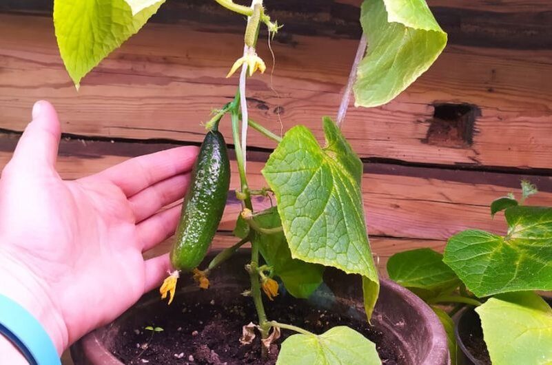 ������ ������: ��� ��������� ����� � �������� ��������?