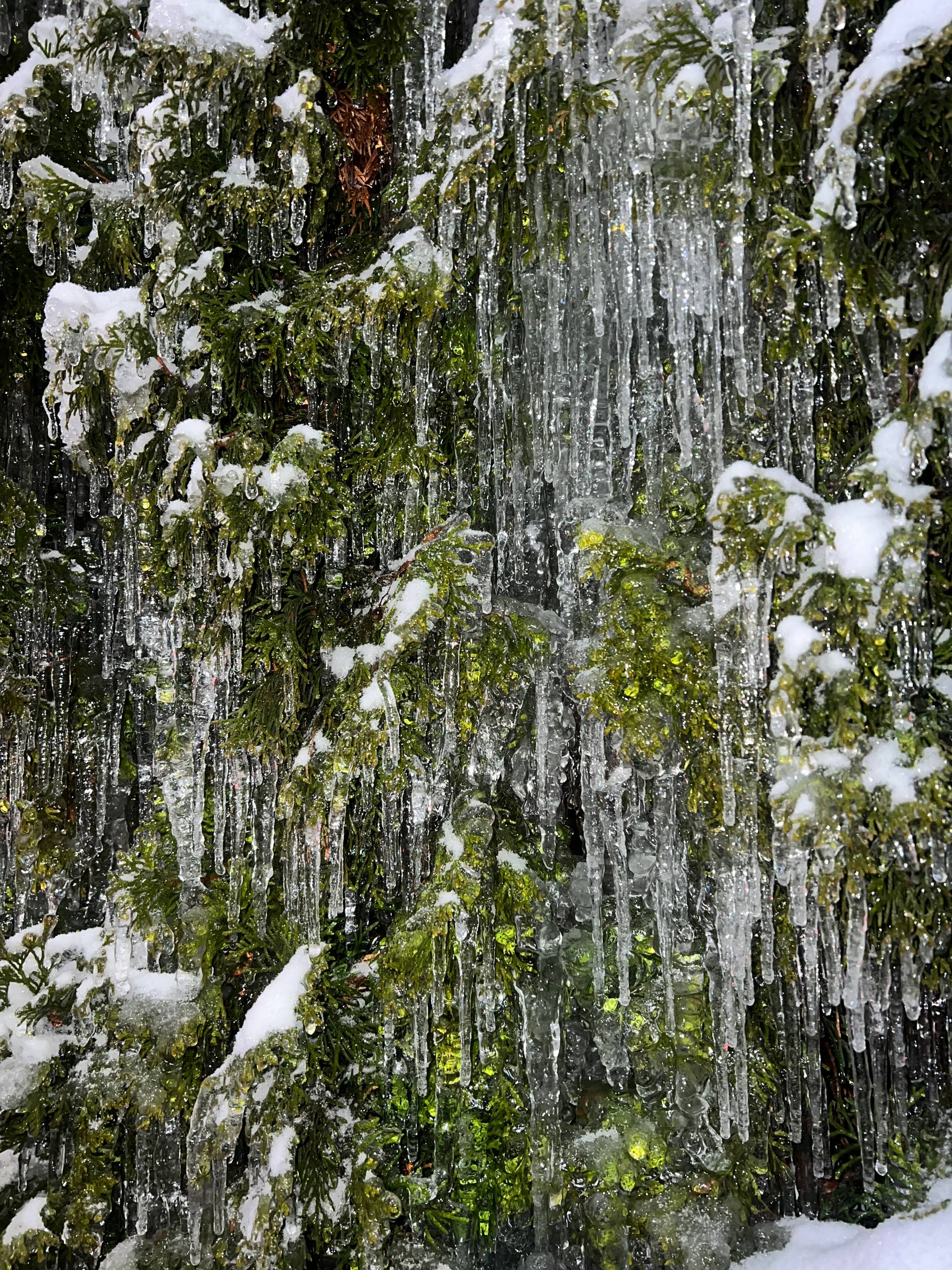 Пусть эти чудесные фотографии обледеневших деревьев скрасят холодные зимние выходные