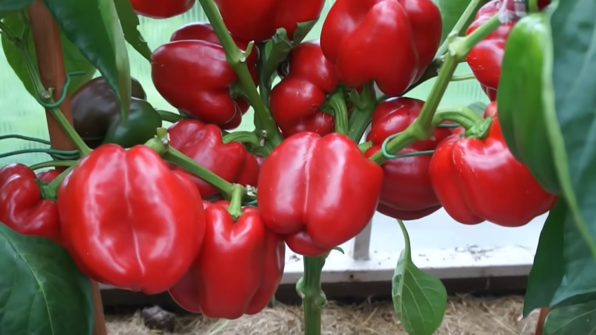 Как соседка завидует гигантским перцам: секреты успешного выращивания