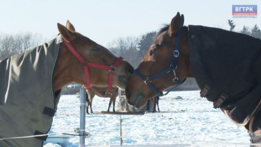 ���������, ����, �������� � ���������