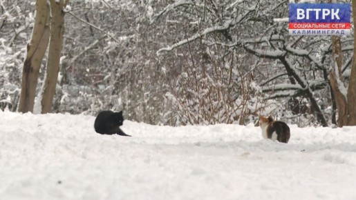 � ����� ���� ������ � ������������ ��������� �������� �����������