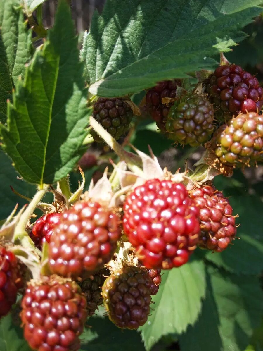 Все о ежевике