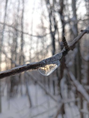 Лёд сделал деревья как будто хрустальными