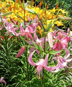 Как заставить лилии цвести ярче и пышнее: советы по уходу