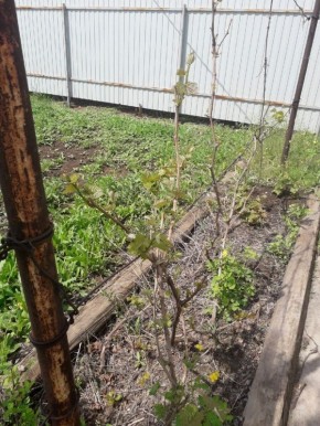 ��� ���������� � ��������� ������: ��������� � ���������