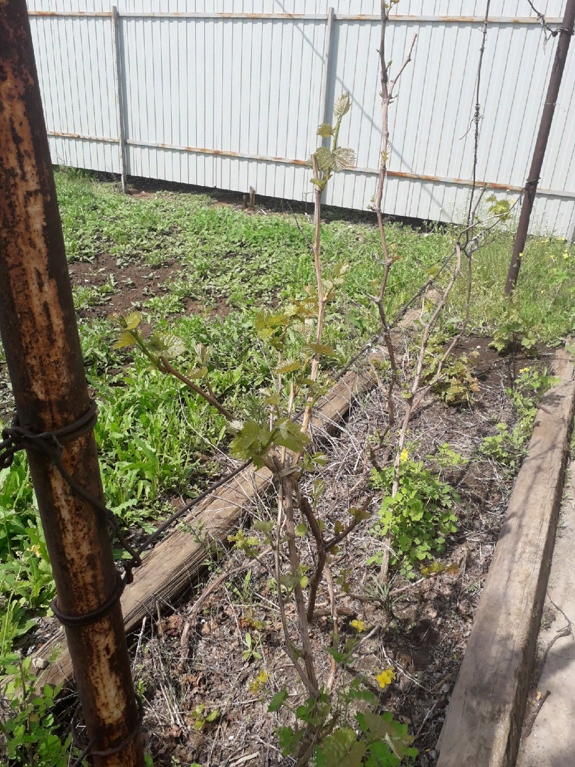 Как заботиться о винограде весной: удобрения и обработки