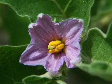 ������ ���� ��������� �� ����������: �������� ������� �����������