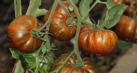 ���-20 ������� ��� ������ �������: ������ ����� � ������� ������