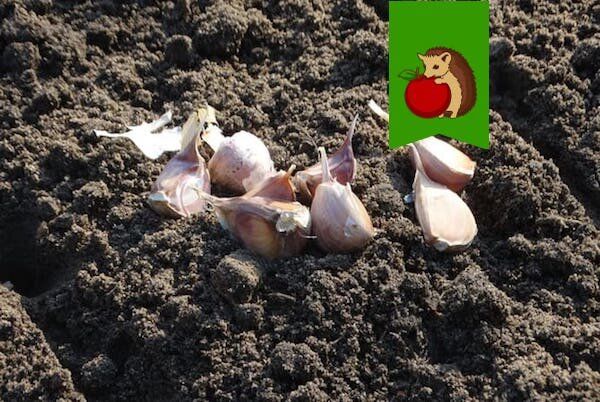 ������ ����� ���������������� ����� ��� ������ ������� �������