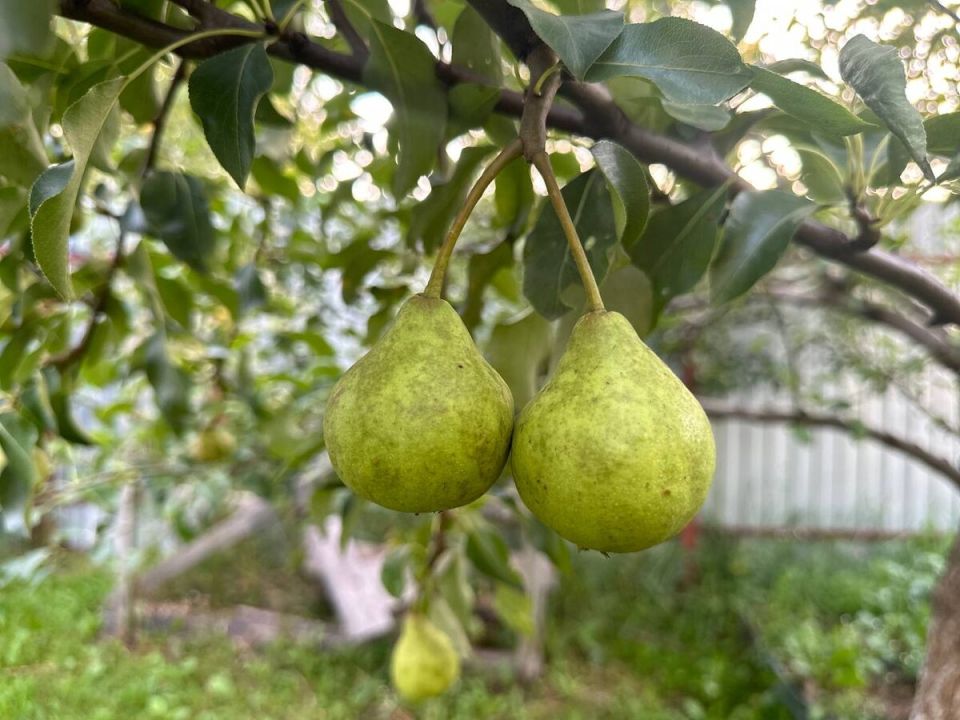 ��� �������� ������: ����������� ������ �� ���������� ����� �� ����� ������