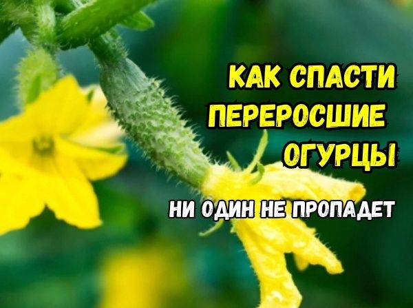 ��� ������ ������������� ������� �������: ������ �� ������� ���������