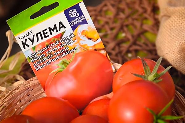 Секреты успешного выращивания томатов Кулёма