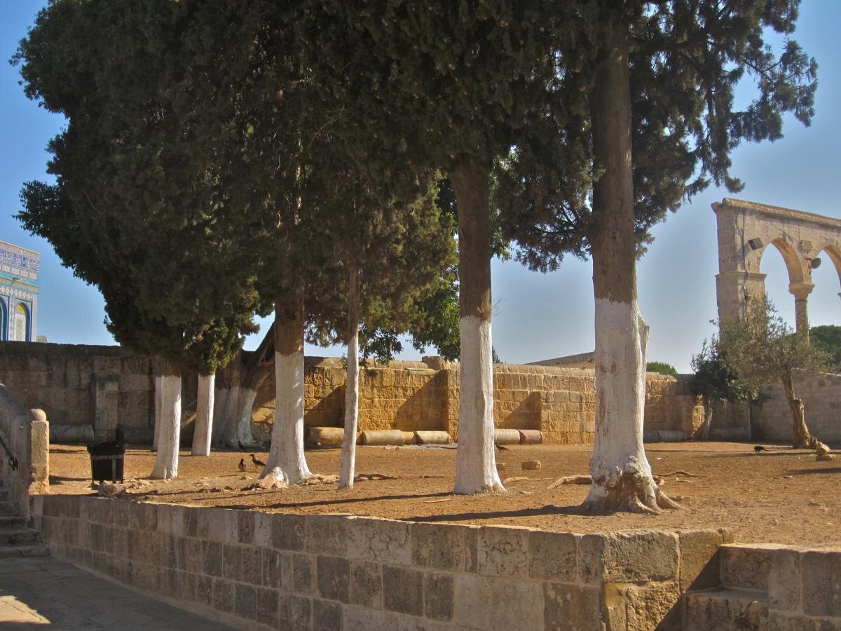 Белить деревья: необычные рецепты для защиты вашего сада