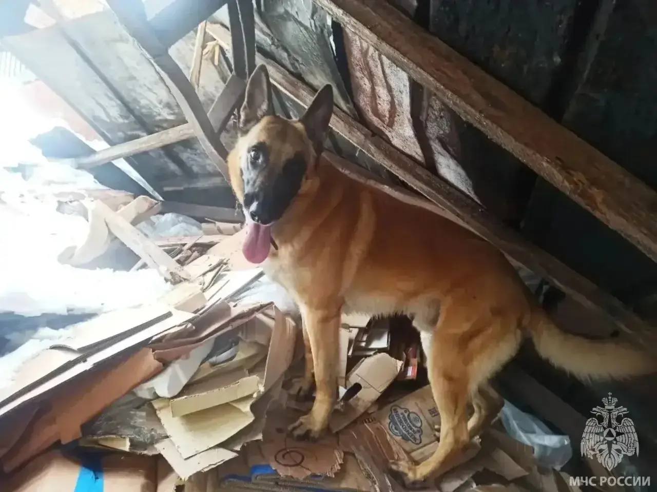 В Калининграде на улице Дзержинского обрушилась кровля склада по переработке макулатуры. В Калининграде на улице Дзержинского обрушилась кровля склада по переработке макулатуры.