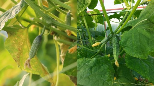 Как зольная подкормка с уксусом помогает огурцам пережить август