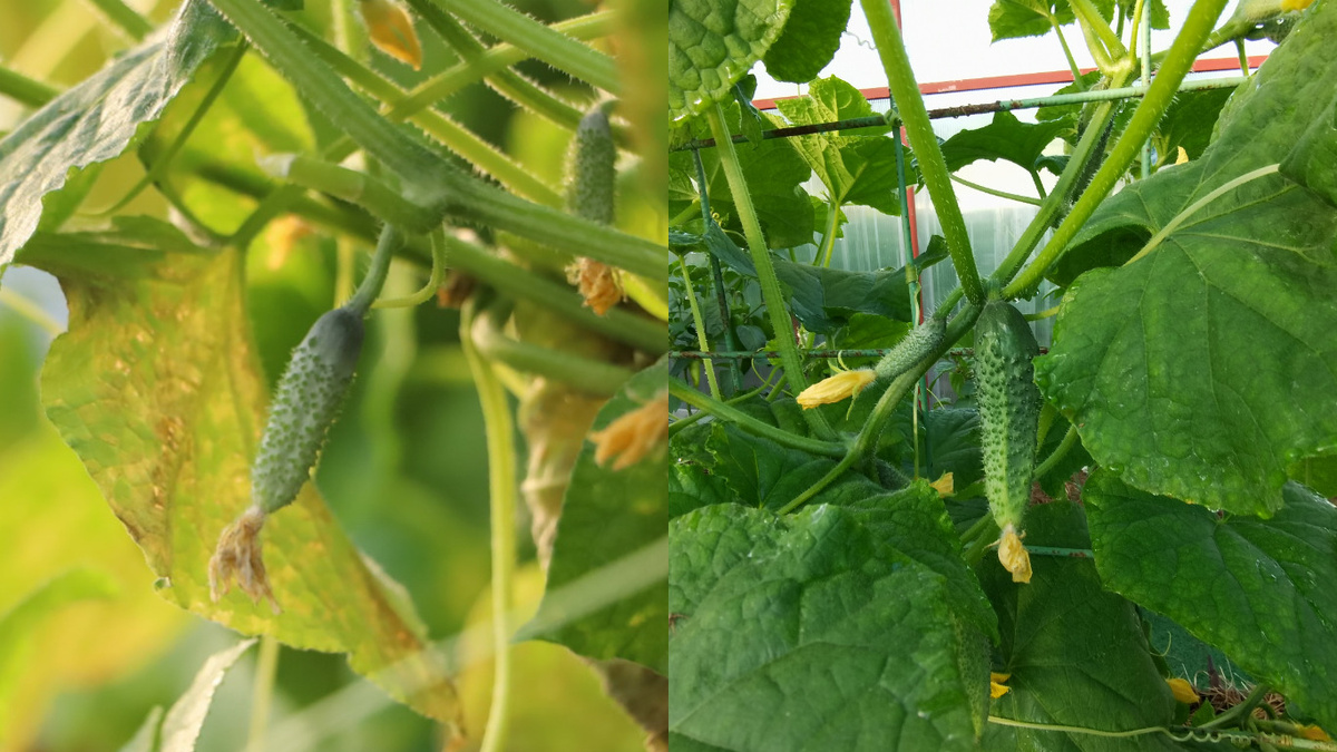 Как зольная подкормка с уксусом помогает огурцам пережить август