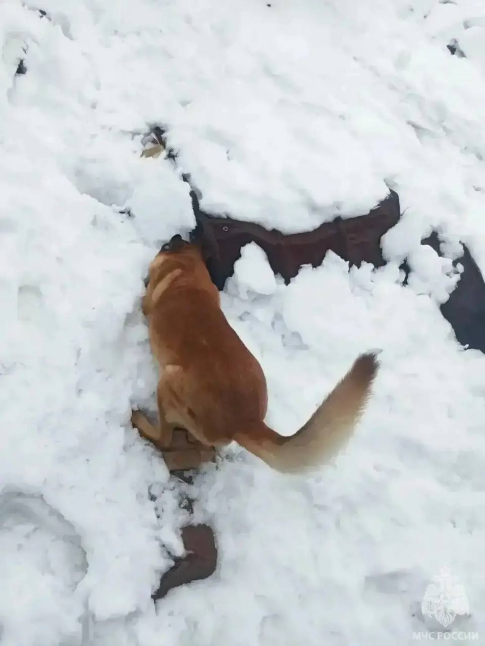 В Калининграде на улице Дзержинского обрушилась кровля склада по переработке макулатуры. В Калининграде на улице Дзержинского обрушилась кровля склада по переработке макулатуры.