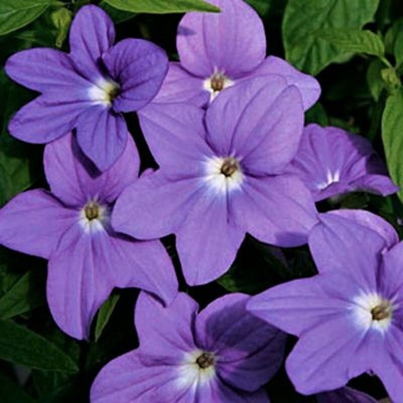 ����� ����� ���������: ��� �������� ��� � ��� ������� ���