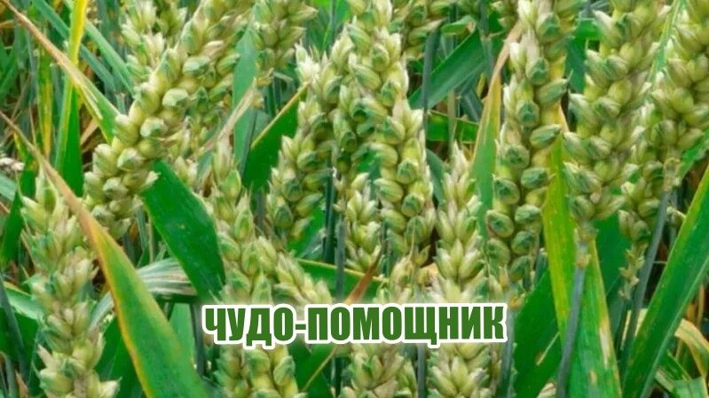 ���� ��� �������: �������, ������� �������� � ������ � �����������