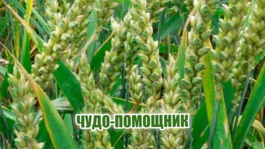 ���� ��� �������: �������, ������� �������� � ������ � �����������