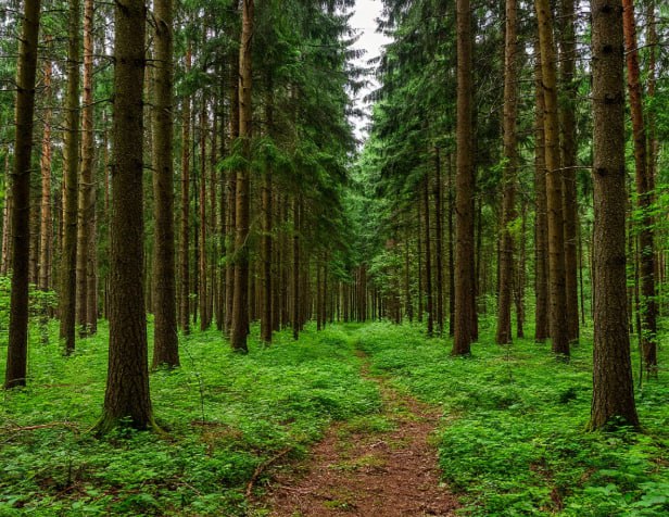 Двух жителей региона и полицейского будут судить за незаконную вырубку леса на 7,2 миллиона рублей