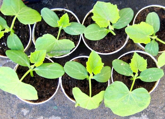 ������� ��������� ����������� ������� � ����� �������