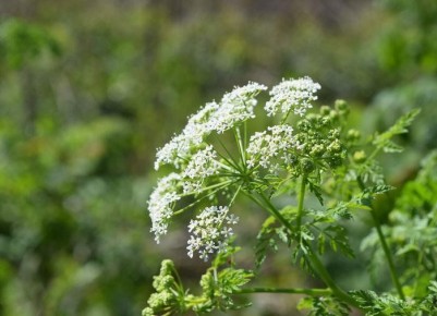 ������� ��������, ������� ����� �����