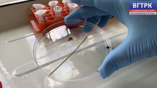 Они не боятся морозов: россиян предупредили о раннем сезоне активности клещей