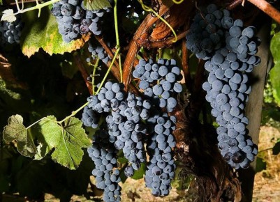 ����� ��������� ������� ��� ����������� ���