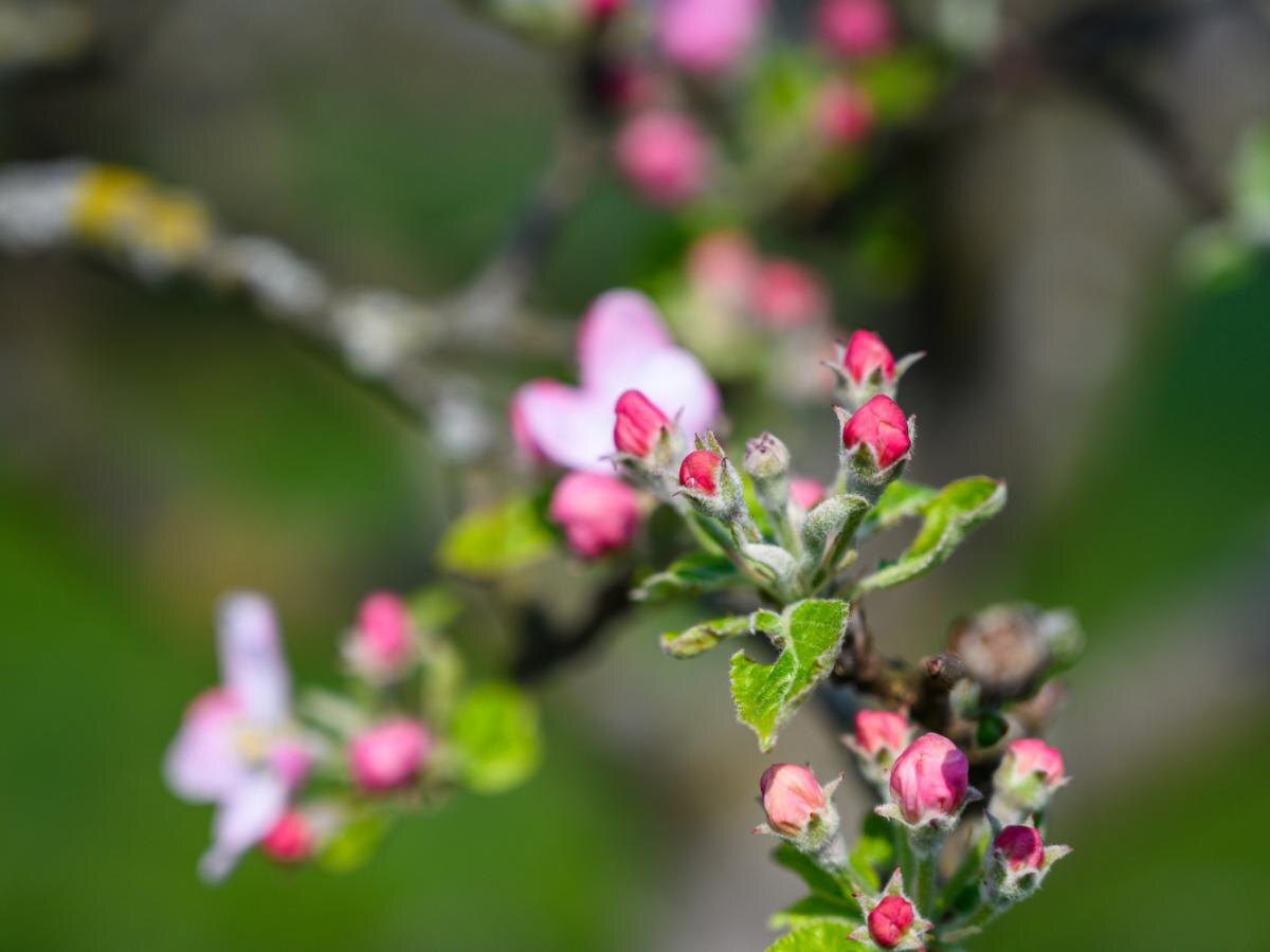 Яблоня не цветет? Узнайте, что может быть не так