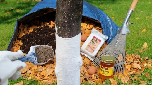 ����������� ������� ��� ��������: ������� �� �������� ��������