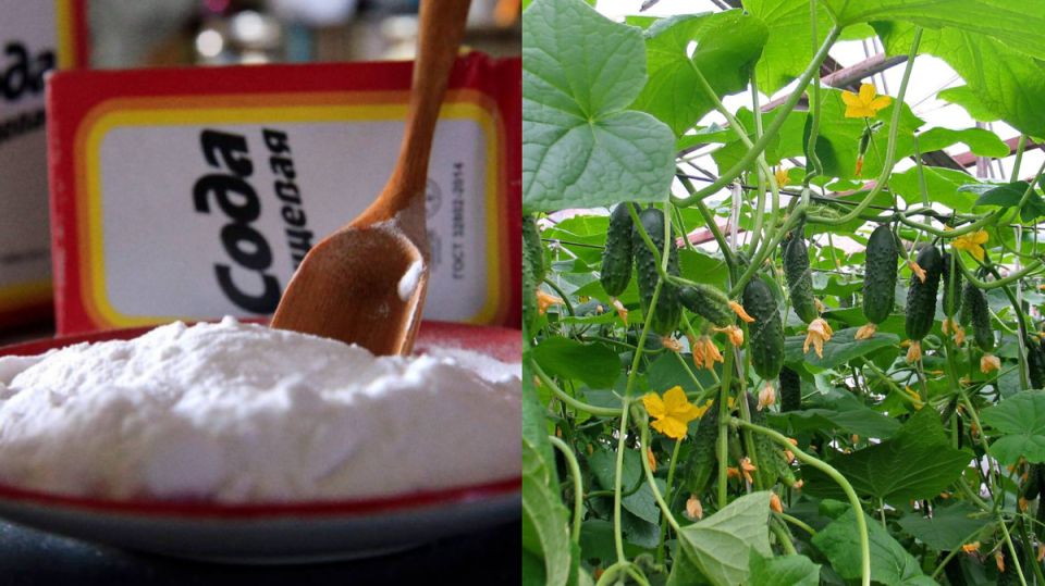 ����������� ������ � ��������� ����� �� ������� ��� �����