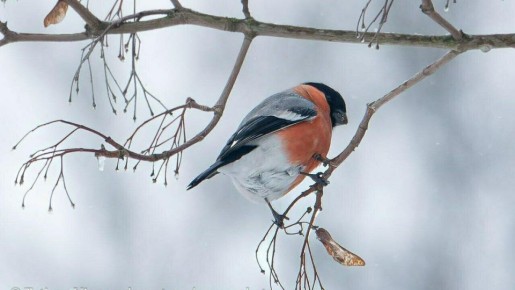 ��������� ���������, ��� ������������ ��������������� ��������