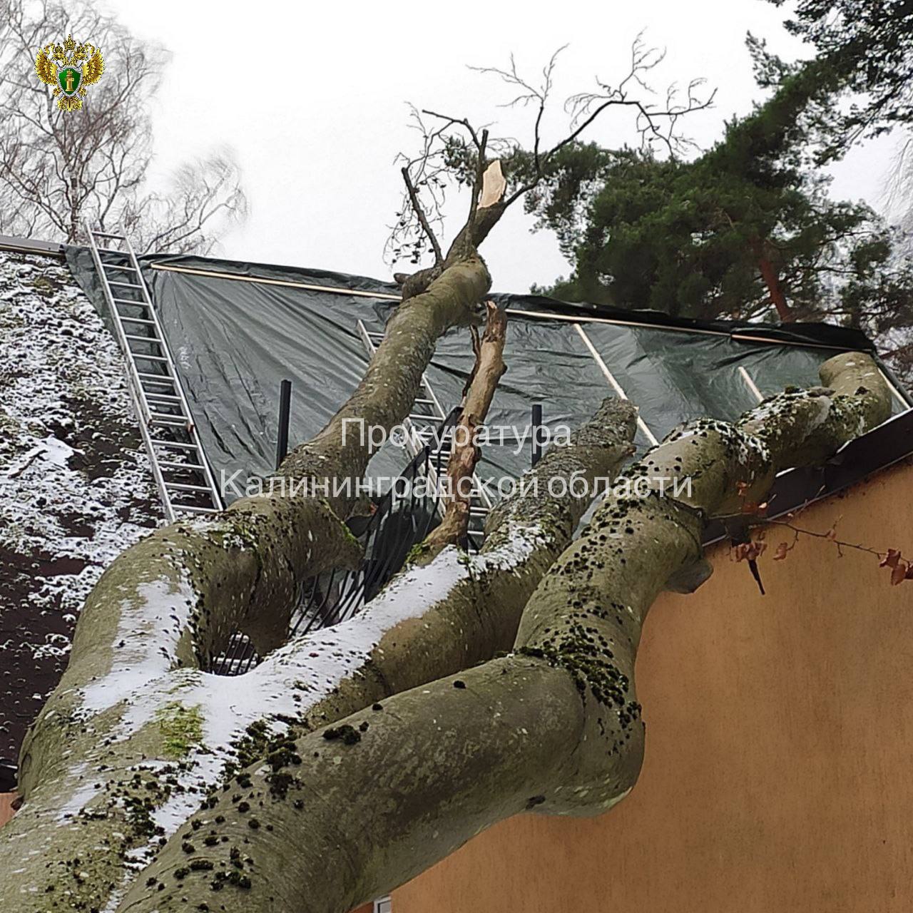Прокуратура провела проверку по публикациям в средствах массовой информации о падении дерева на жилой дом в Светлогорске