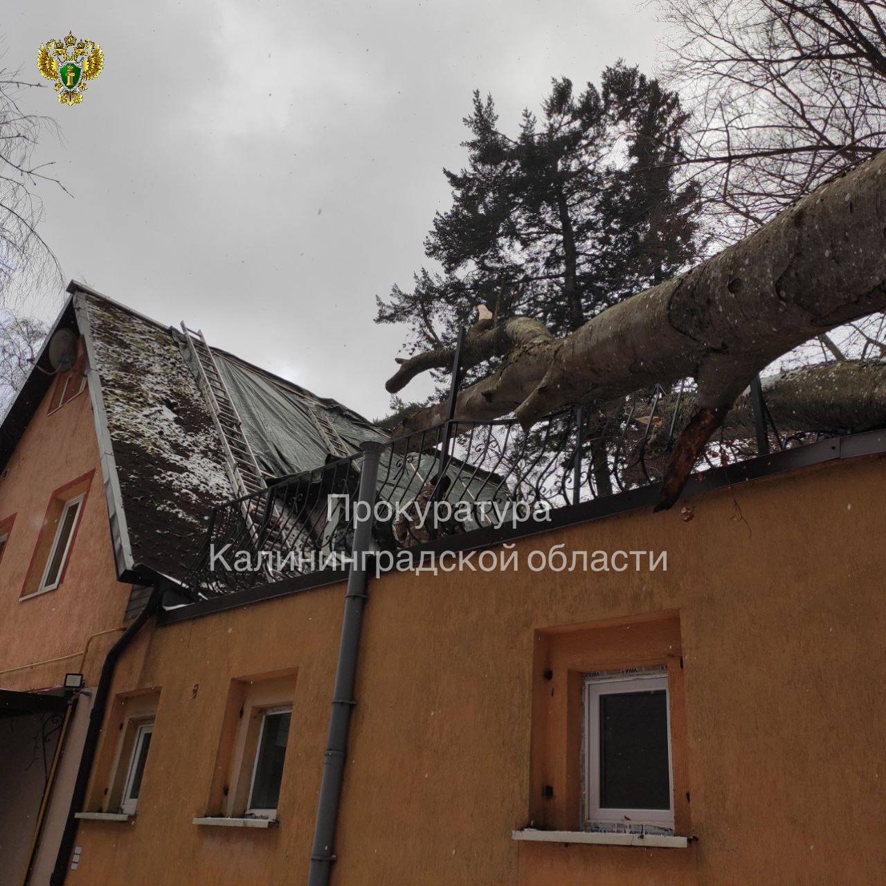 Прокуратура провела проверку по публикациям в средствах массовой информации о падении дерева на жилой дом в Светлогорске Прокуратура провела проверку по публикациям в средствах массовой информации о падении дерева на жилой дом в Светлогорске