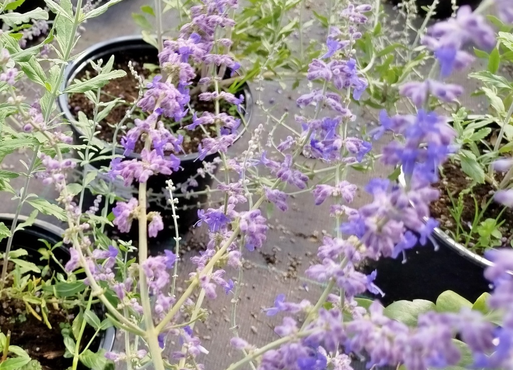 Перовския: идеальное растение для уютного сада в пейзажном стиле