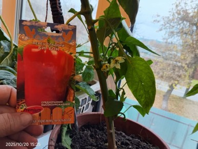 ������� ��������� ����������� �������� ����� �� �����������