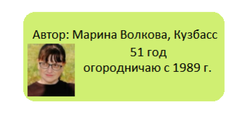 Щавель красный: украшение для сада и вкусный компонент для блюд