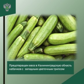 ���������������� �������� ���� � ��������������� ������� �������� � �������� ��������� �������