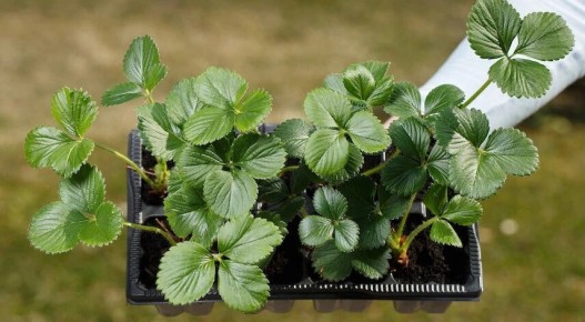 Секреты успешной посадки земляники из семян в марте